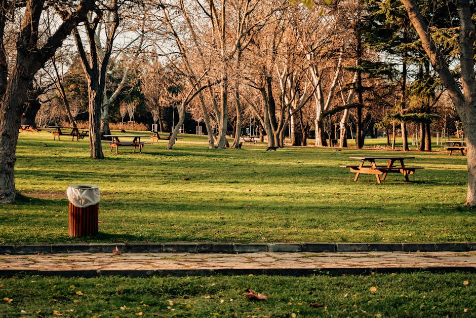 A public park scene featuring a well-maintained grassy area with several leafless deciduous trees and some evergreen trees in the background, suggesting late autumn or early winter. Multiple wooden picnic benches with attached tables are scattered across the lawn, positioned at varying distances and angles, providing seating for visitors. In the foreground, a brown metal trash bin with a white plastic liner is situated on a paved pathway that runs horizontally along the bottom of the image. The pathway appears to be made of concrete or stone slabs and is bordered by a narrow curb. The lighting indicates late afternoon, with warm sunlight casting soft shadows and creating a gentle glow on the trees and grass. The overall scene is calm and orderly, with no visible litter or debris, characteristic of a well-maintained outdoor space that could benefit from or relate to private waste management or rubbish removal services, such as those provided by Rubbish Clearance Wimbledon, in support of maintaining a clean environment.